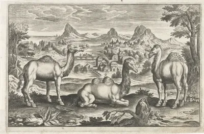 Dromedarissen en een kameel