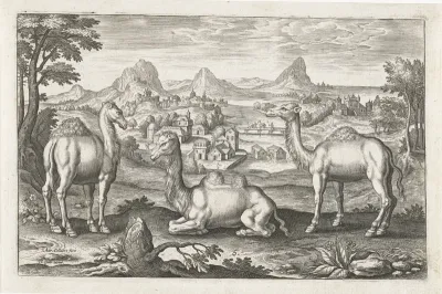Dromedarissen en een kameel