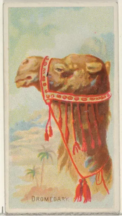 Dromedary, from the Wild Animals of the World series (N25) for Allen & Ginter Cigarettes