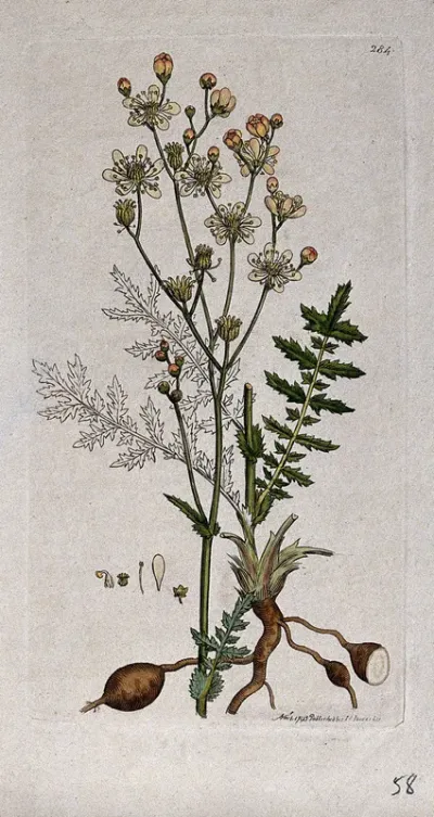 Dropwort (Filipendula vulgaris): flowering stem, leaves, roots and floral segments