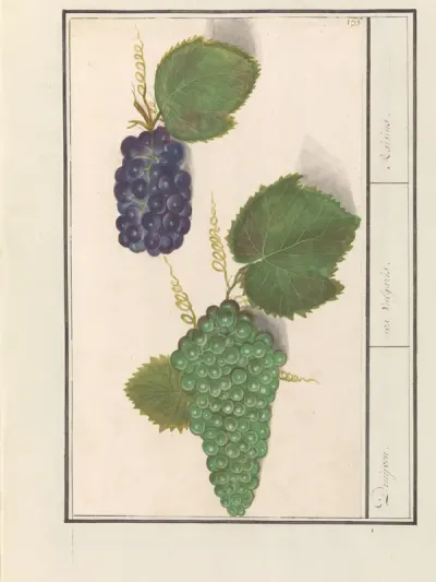 Druif (Vitis vinifera)