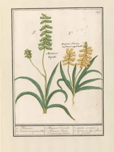 Druifhyacint (Muscari)