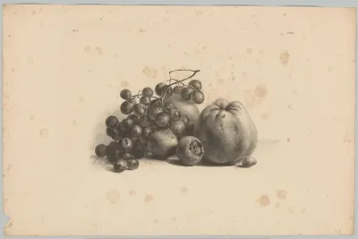 Druiven, appels, mispels en hazelnoot