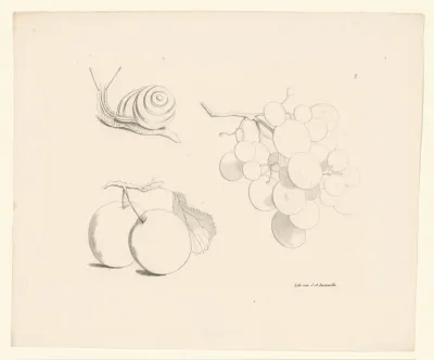 Druiven, slak en appels