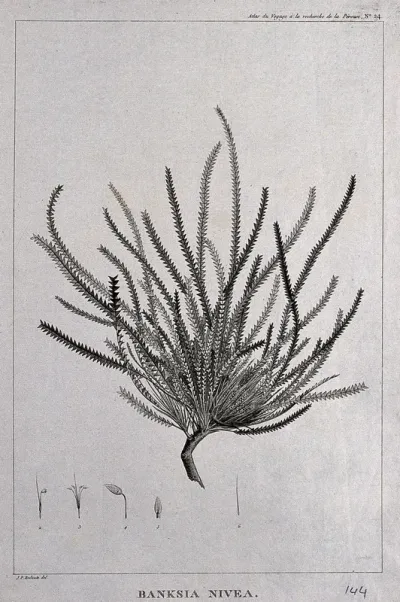 Dryandra nivea: flowering stem with floral segments