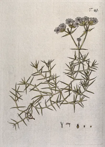 Drypis spinosa L.: flowering stem with separate flower, fruit and seed