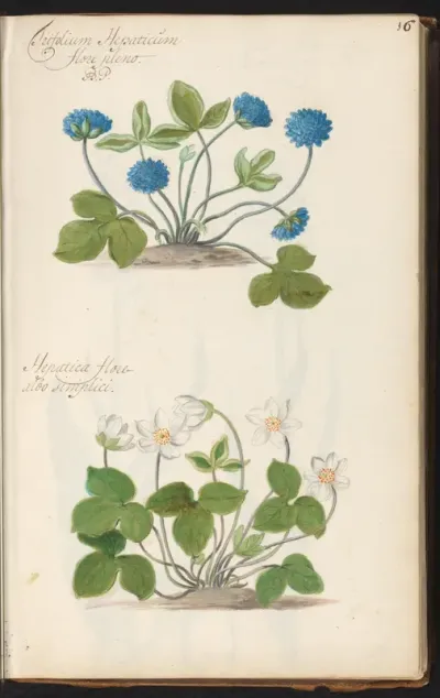 Dubbelbloemig leverbloempje (Trifolium Hepaticum 'flore pleno') en wit leverbloempje (Anemone hepatica)