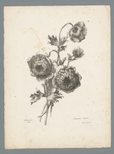 Dubbele anemonen