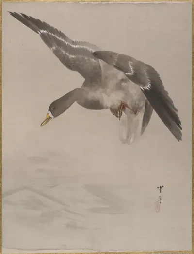 Duck
