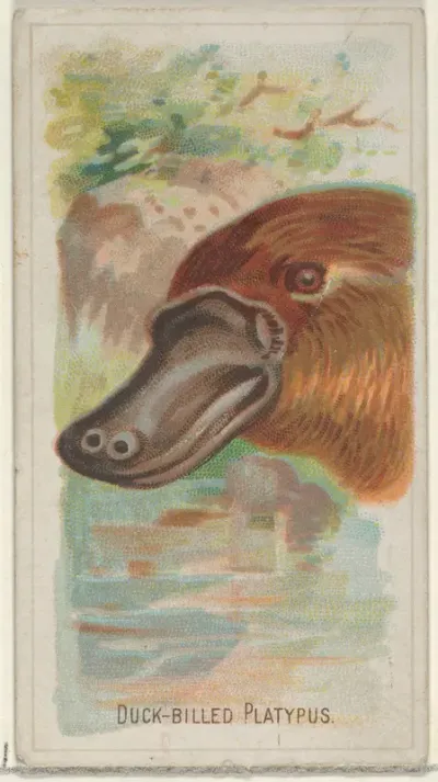 Duck-Billed Platypus, from the Wild Animals of the World series (N25) for Allen & Ginter Cigarettes