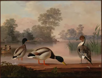 Ducks