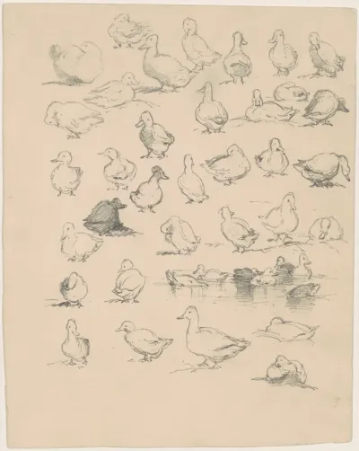 Ducks