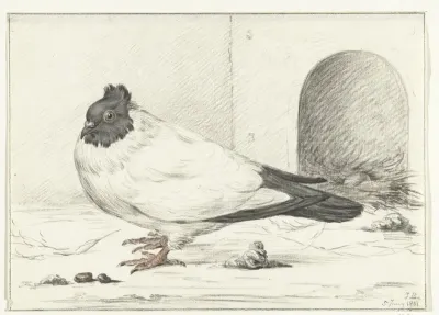 Duif en een nest met een ei