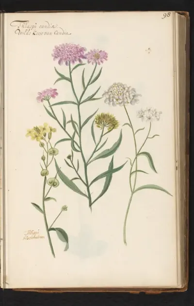 Duifkruid (Scabiosa columbaria) en Biscutella