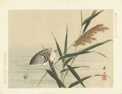 Duikende eend bij riet