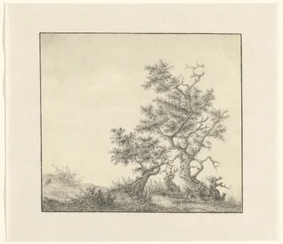 Duinlandschap met kromgegroeide bomen