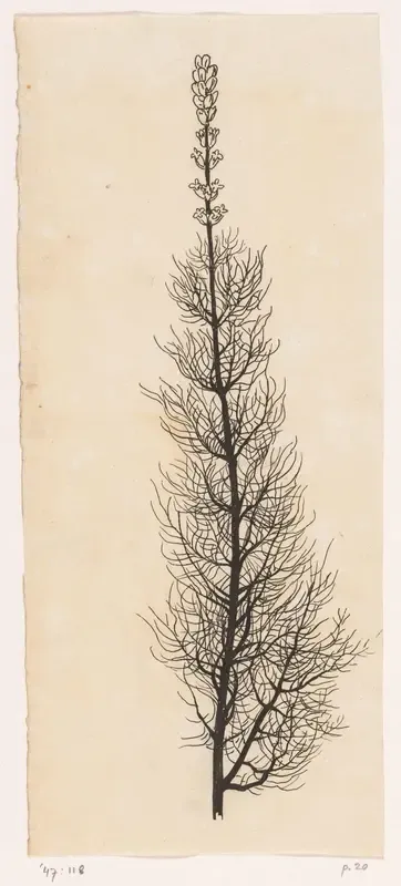 Duizendblad