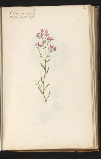 Duizendguldenkruid (Centaurium)