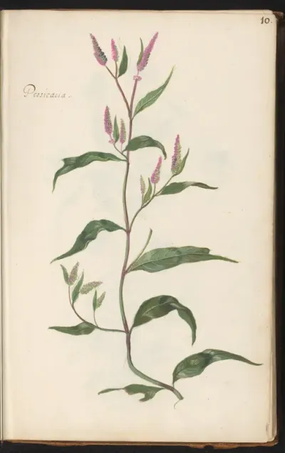 Duizendknoop (Persicaria)