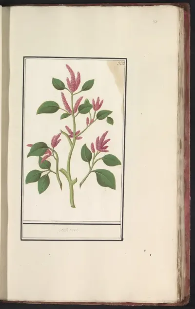Duizendknoop (Persicaria)