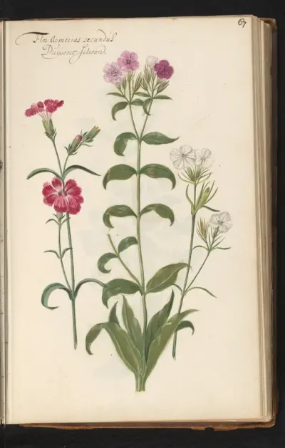 Duizendschoon (Dianthus barbatus)