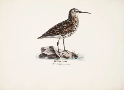 Dunlin in Autumn