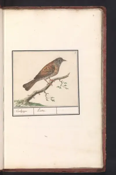 Dunnock