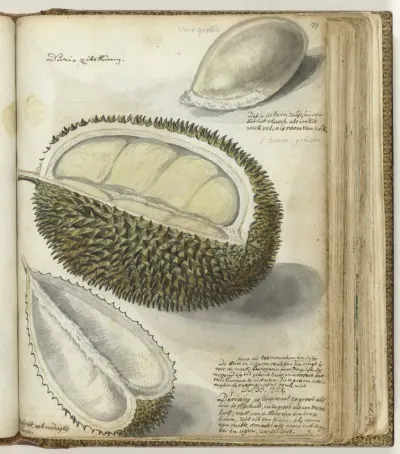 Durian