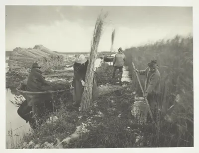 During the Reed Harvest