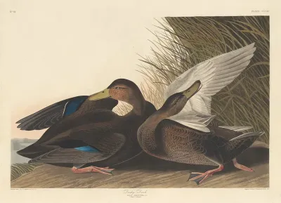 Dusky Duck