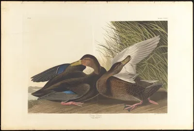 Dusky Duck