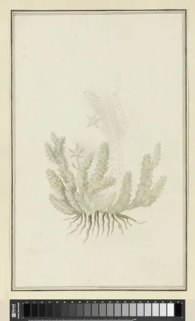 Duvalia caespitosa (Masson) Haw (Milkweed)