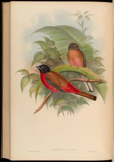 Duvaucel's Trogon
