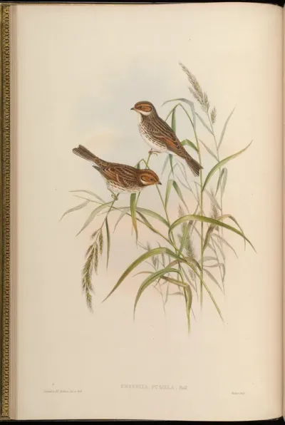 Dwarf Bunting