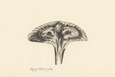 Dwarsdoorsnede baarmoeder