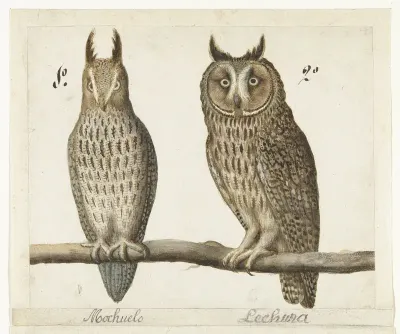 Dwergooruil en Ransuil