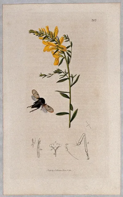 Dyer's greenweed plant (Genista tinctoria) with an associated insect and its anatomical segments