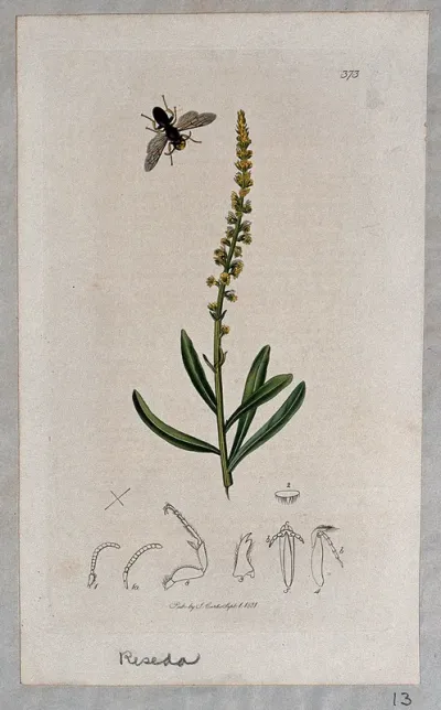 Dyer's rocket plant (Reseda luteola) with an associated insect and its anatomical segments