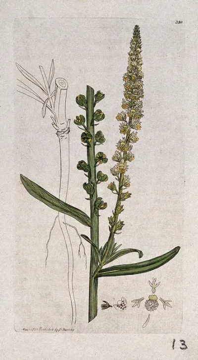 Dyer's rocket (Reseda luteola): flowering stem, root and floral segments