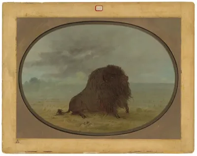Dying Buffalo Bull