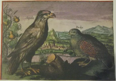 Eagle and Partridge