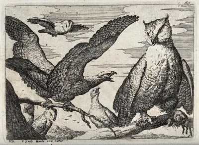 Eagles screeching at an owl