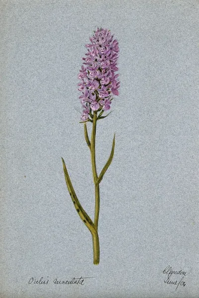Early purple orchid (Orchis mascula): flowering stem