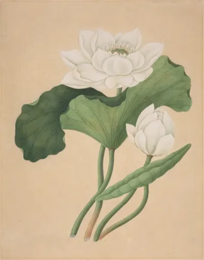 East Indian Lotus (Nelumbo nucifera)