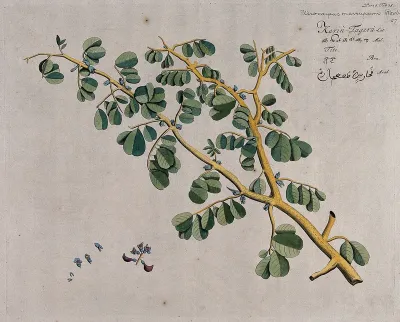 East Indian or Malabar Kino (Pterocarpus marsupium Roxb.): branch with flowers, separate shoot bearing flowers and fruit and sections of flowers