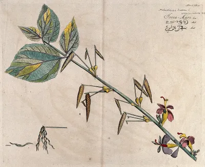 East Indian Screw Tree (Helictores isora L.): branch with flowers and fruit, separate dehisced fruit and sectioned fruit with seeds