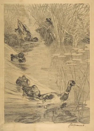Ébats de canards