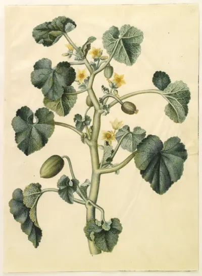Ecballium elaterium (æselagurk)