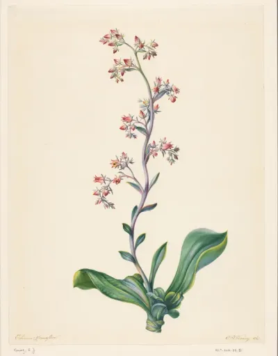 Echeveria Grandiflora