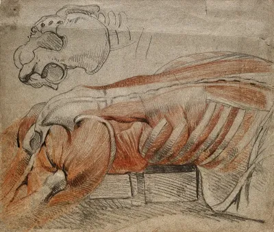 Écorché cadaver lying prone, showing a right view of the muscles and bones of the side and back of the thorax and thighs, and a drawing of the bones of the pelvis